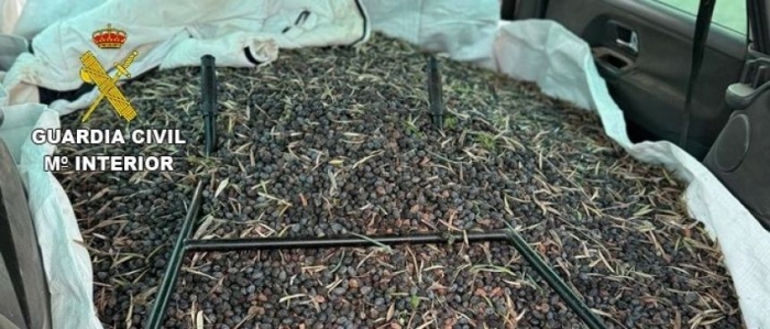 Detenidas dos personas por la receptación de más de 131.000 kilos de aceituna robada