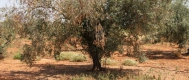El IAS-CSIC impulsa una sanidad vegetal más sostenible para proteger cultivos estratégicos frente a enfermedades y otros organismos nocivos
